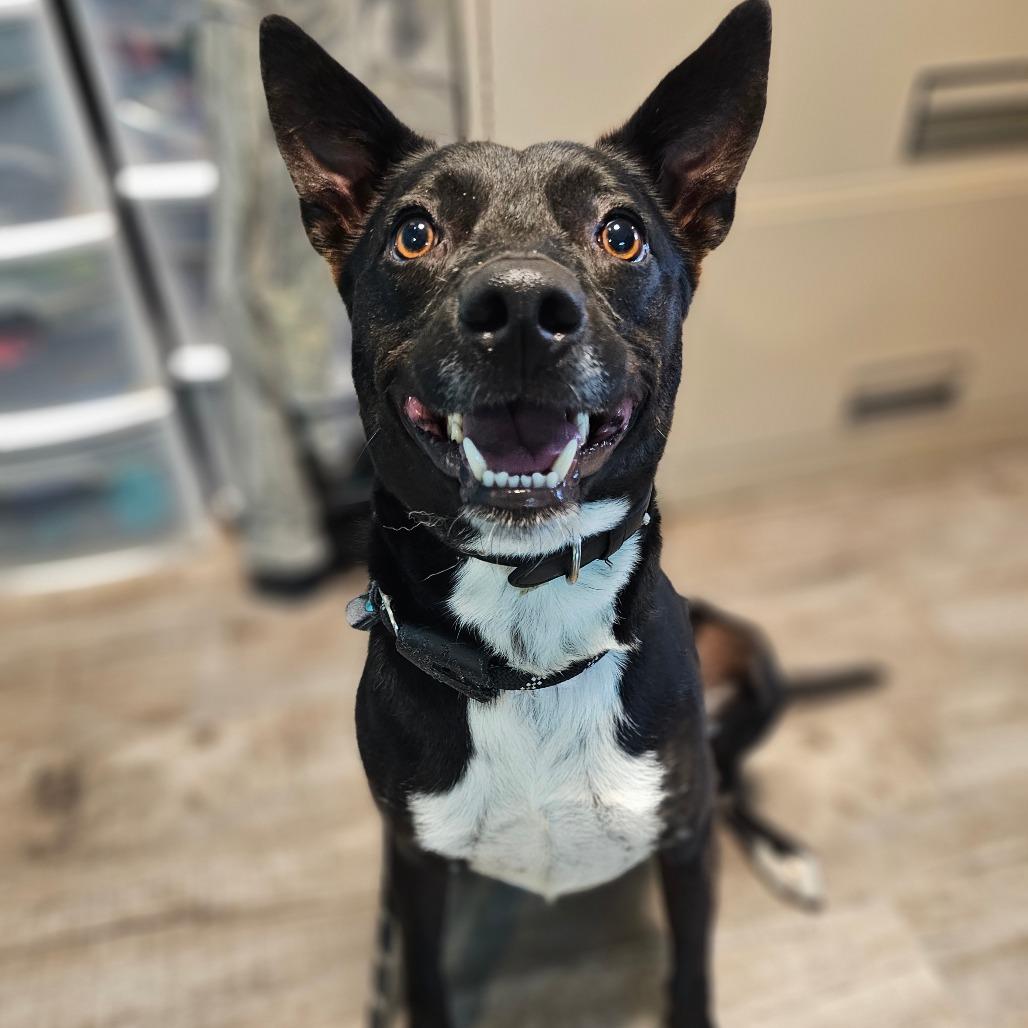 BamBam, Adoptable, Adult Male Mixed Breed.