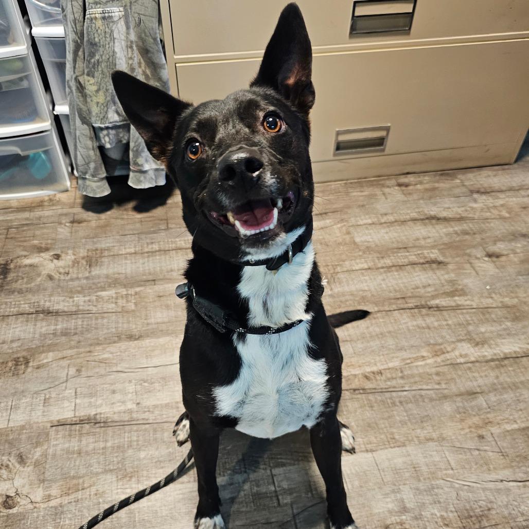 Enlarge BamBam, a Adoptable Mixed Breed in Jefferson city, TN image 3/4