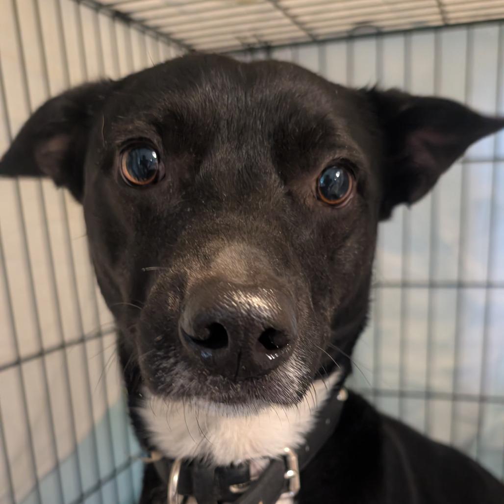 Enlarge BamBam, a Adoptable Mixed Breed in Jefferson city, TN image 4/4