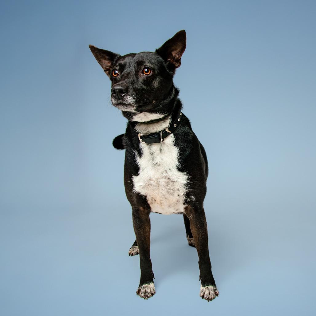 Enlarge BamBam, a Adoptable Mixed Breed in Jefferson city, TN image 6/6