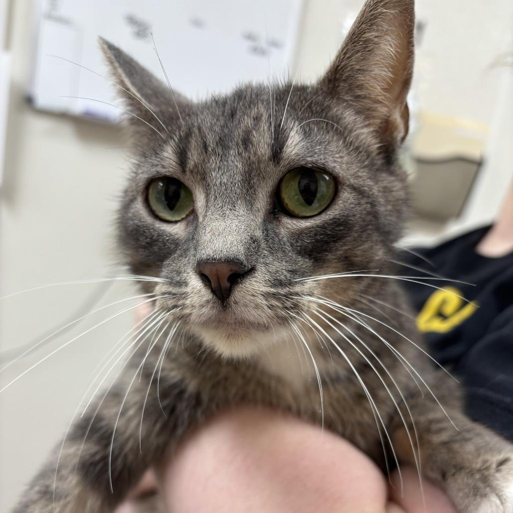 Honey, Adoptable, Adult Female Domestic Short Hair.