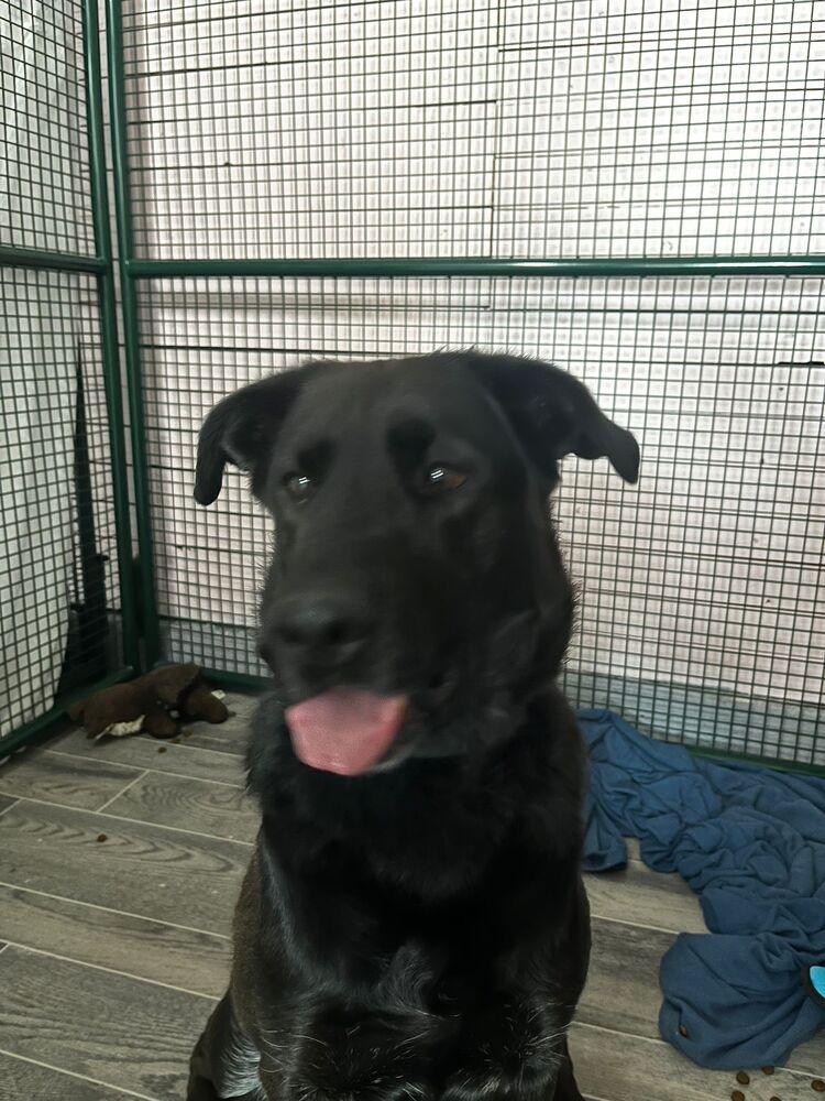 Enlarge Bella, a Adoptable mixed breed in Calgary, AB image 1/4