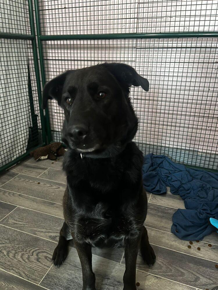 Enlarge Bella, a Adoptable mixed breed in Calgary, AB image 2/4