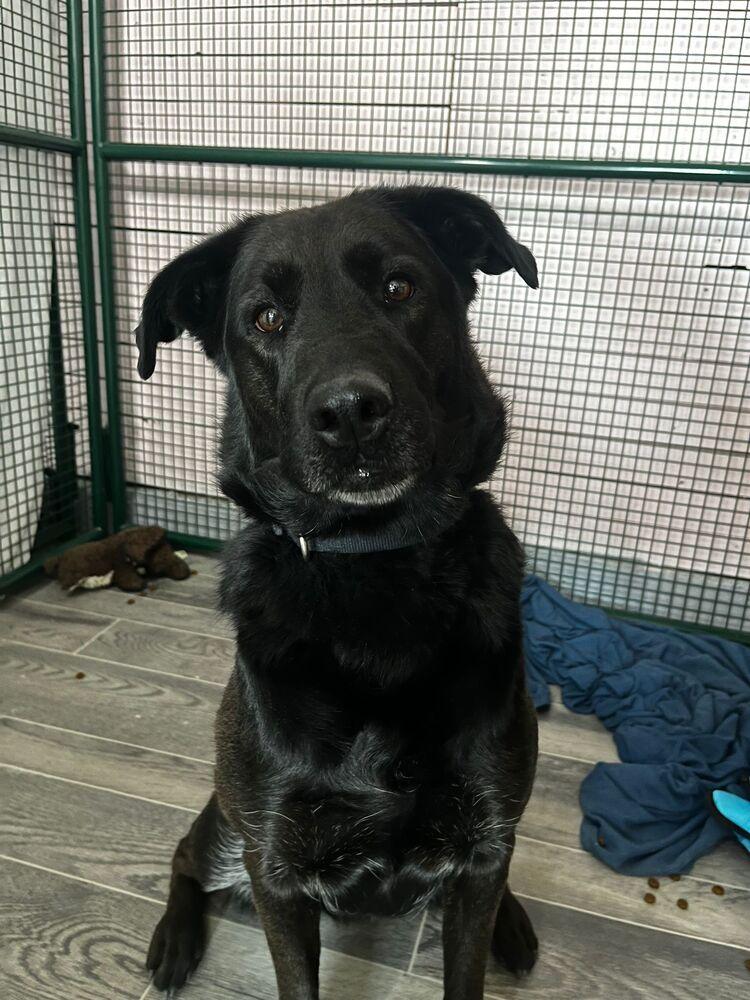 Enlarge Bella, a Adoptable mixed breed in Calgary, AB image 3/4