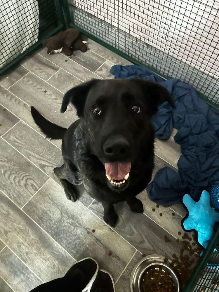 Enlarge Bella, a Adoptable mixed breed in Calgary, AB image 4/4