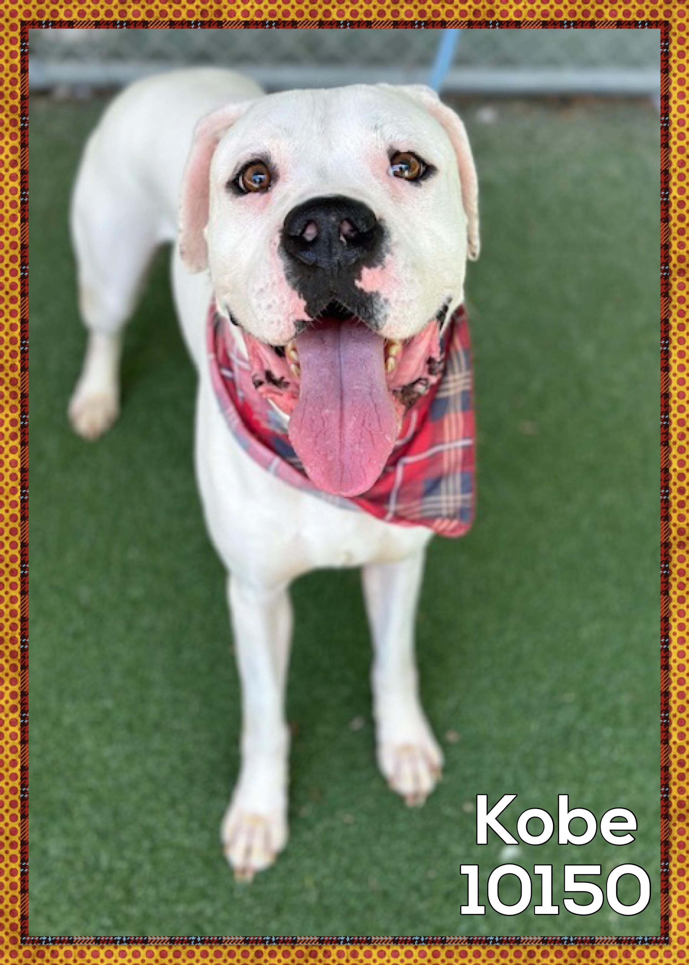 This handsome boy is Kobe He was surrendered to the shelter on 520 along with his sisterbestie W