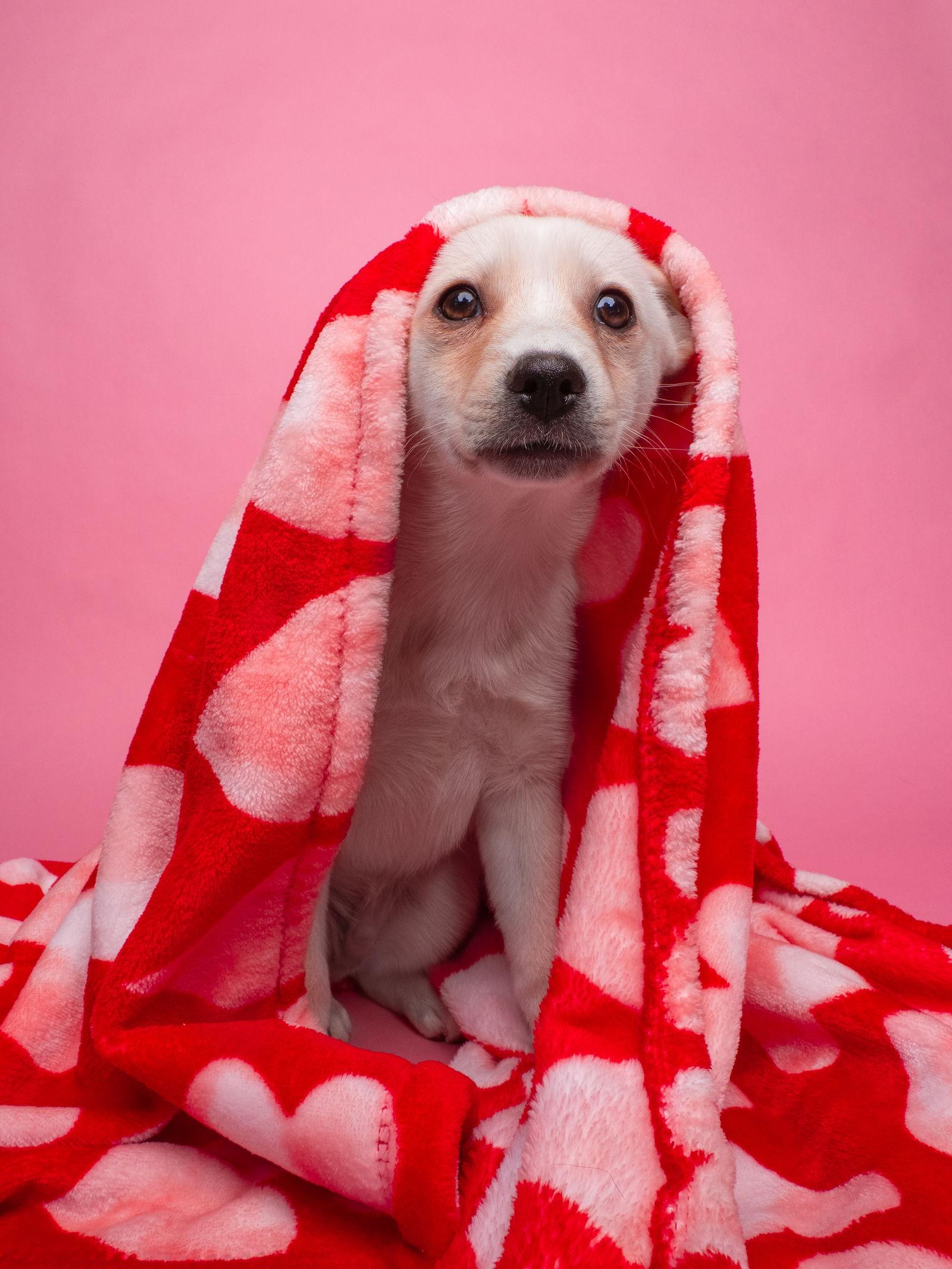 Linus, Adoptable, Puppy Male Pug & Chihuahua.