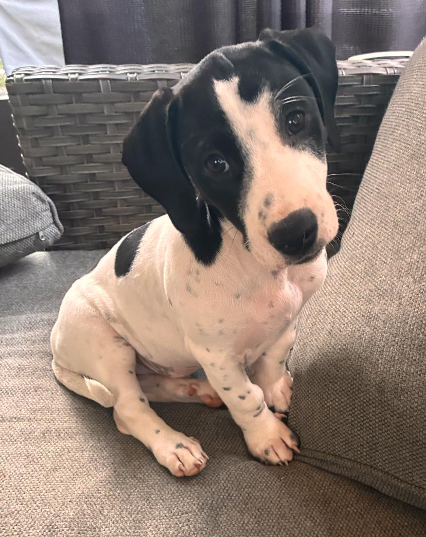 Enlarge Wil - Puppy of Pennie, a Adoptable mixed breed in Osteen, FL image 3/3