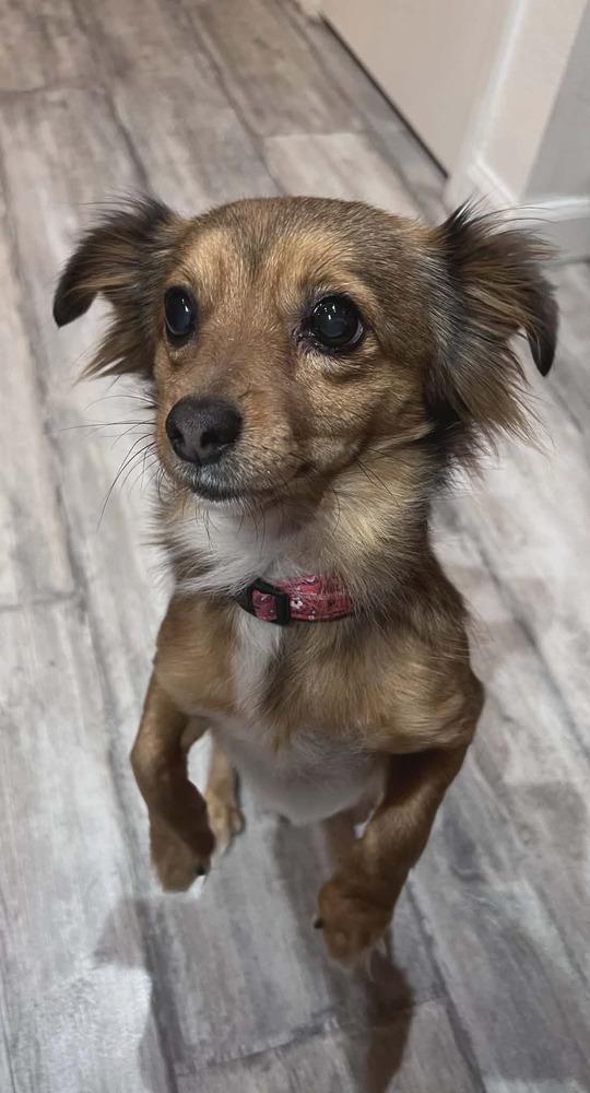 Enlarge Kit Kat, a Adoptable mixed breed in Parker, CO image 1/2