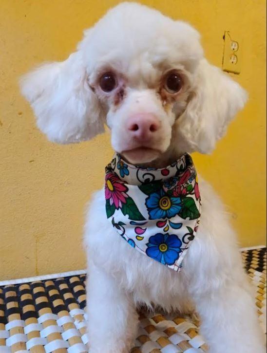 Dolly, a Adoptable Poodle in Mocksville, NC image 1/2