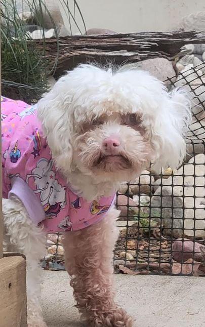 Dolly, a Adoptable Poodle in Mocksville, NC image 2/2