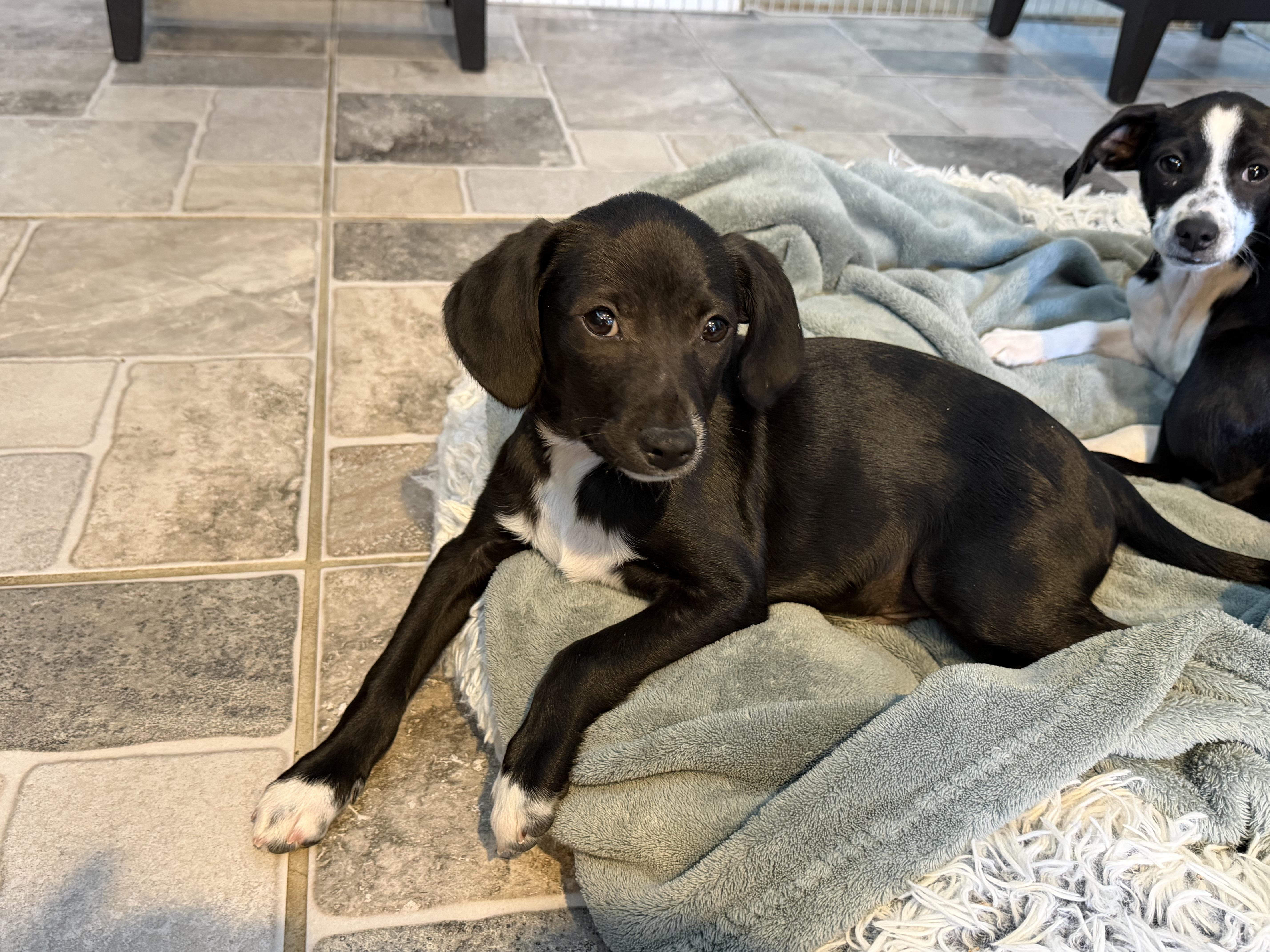 Enlarge Coal, a ADOPTABLE mixed breed in Stuarts Draft, VA image 1/4