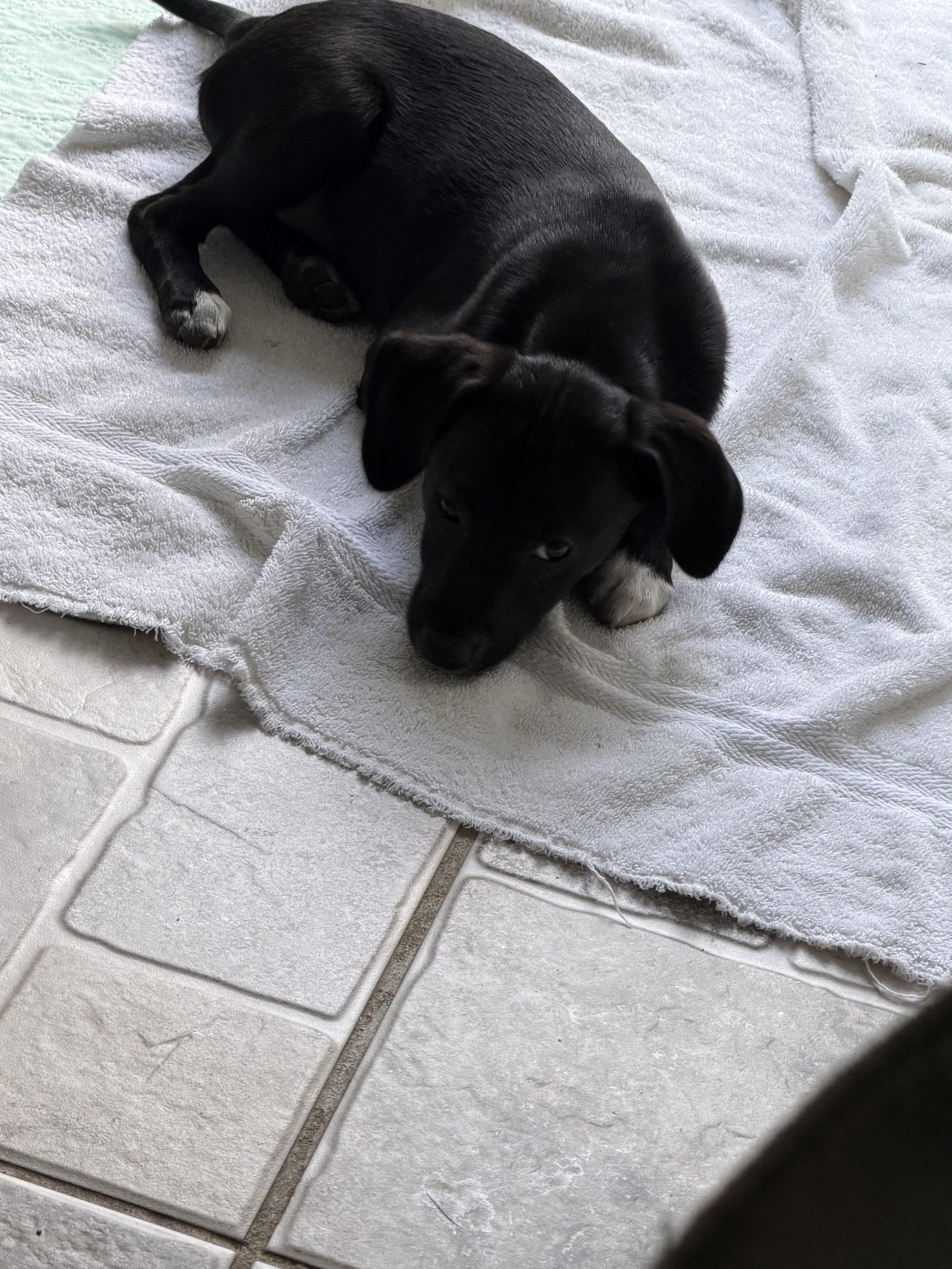 Enlarge Coal, a ADOPTABLE mixed breed in Stuarts Draft, VA image 4/4