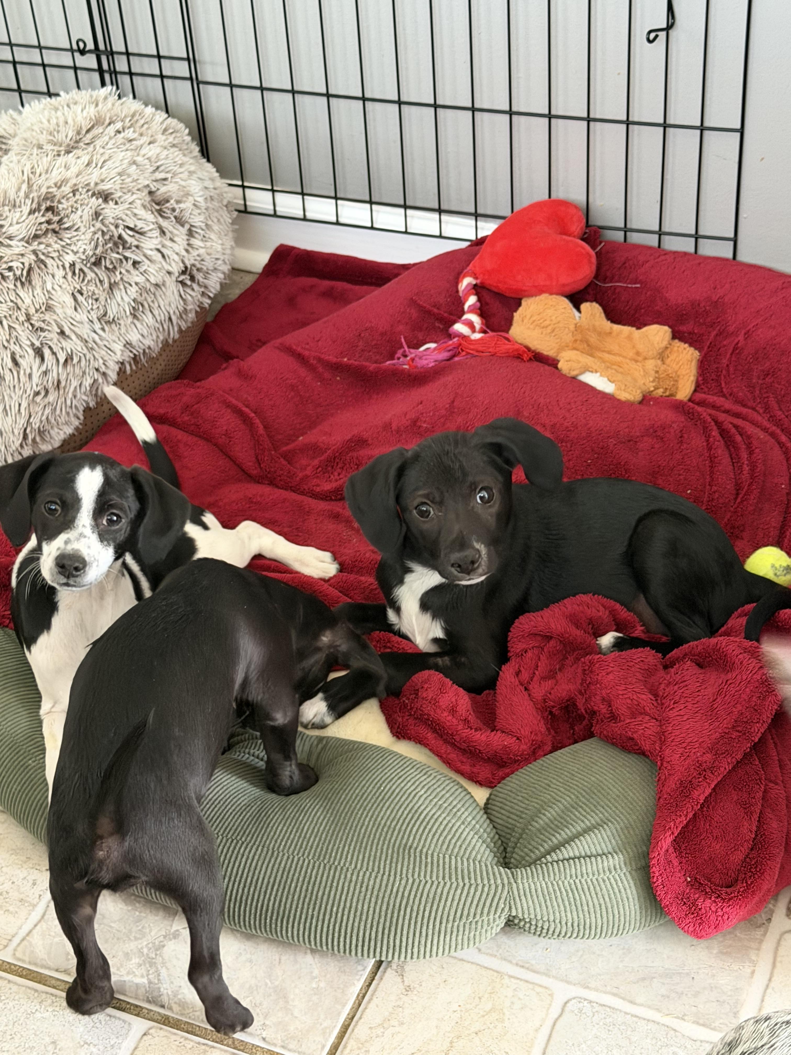 Enlarge Coal, a ADOPTABLE mixed breed in Stuarts Draft, VA image 3/4