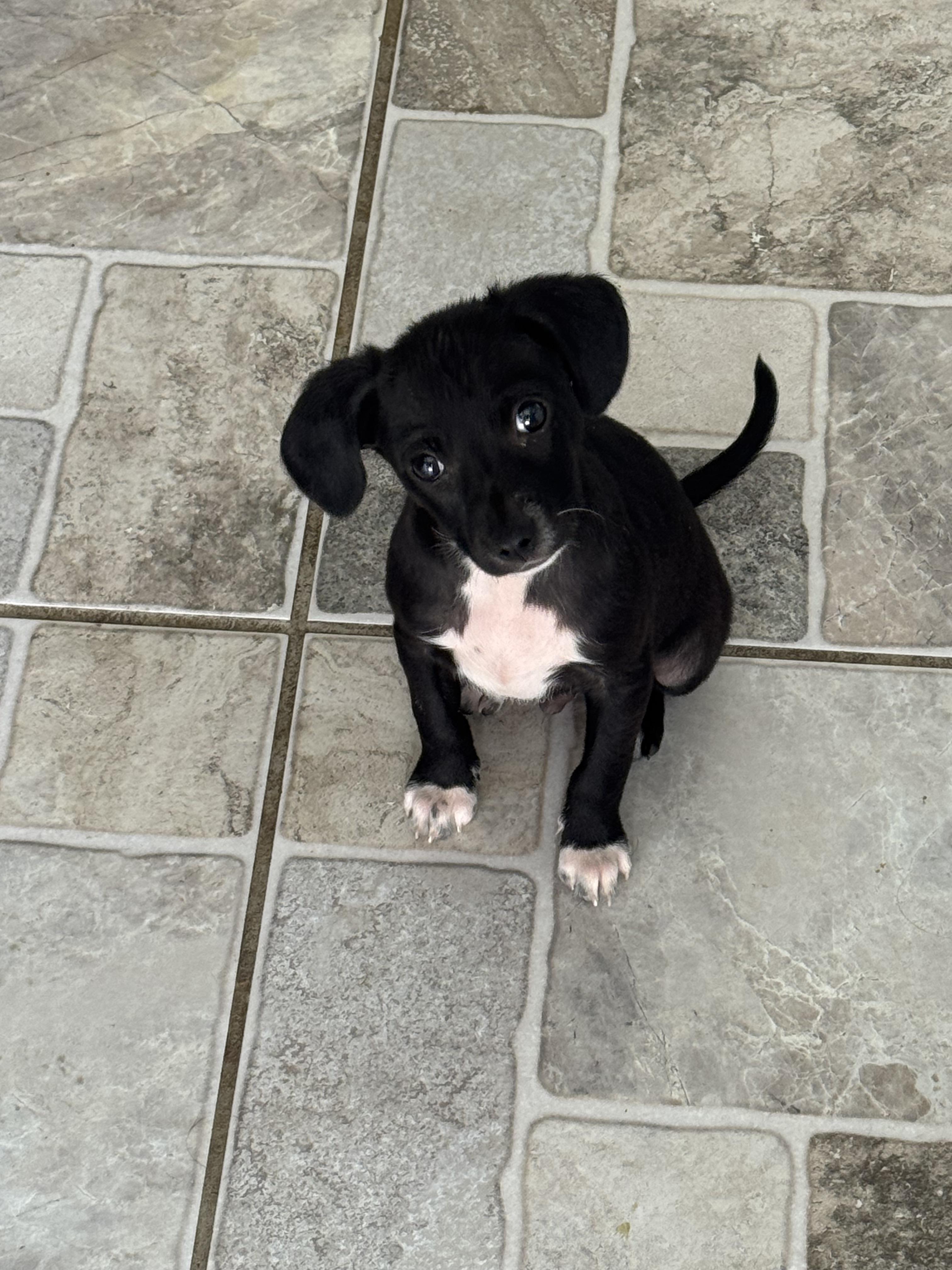 Enlarge Coal, a ADOPTABLE mixed breed in Stuarts Draft, VA image 2/4