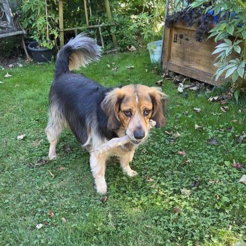 Bash, Adoptable, Adult Male Hound & Mixed Breed.