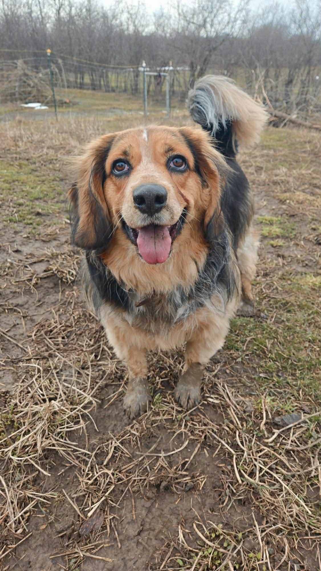 Enlarge Bash, a Adoptable mixed breed in Sunderland, ON image 6/6
