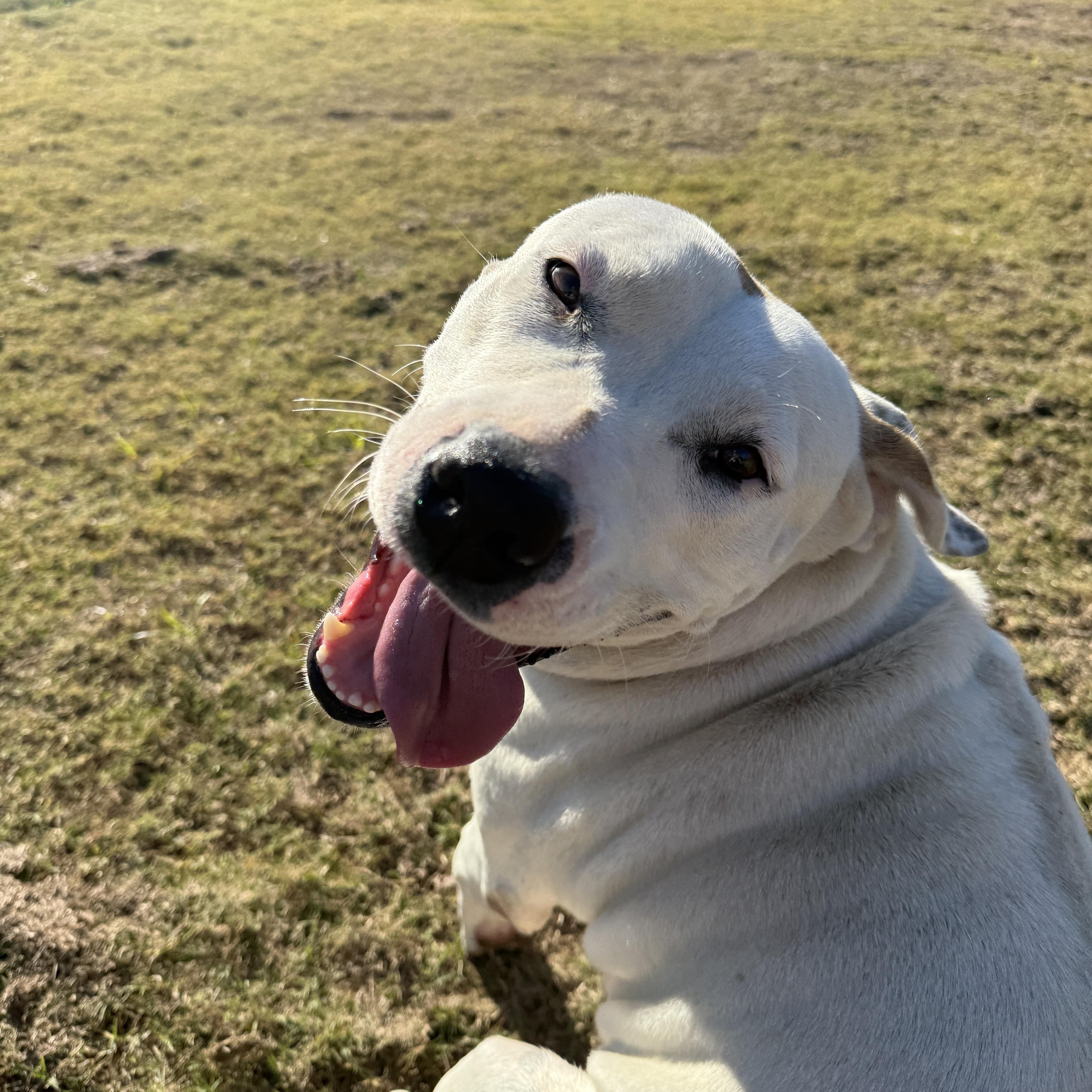 Queen, Adoptable, Adult Female American Staffordshire Terrier.