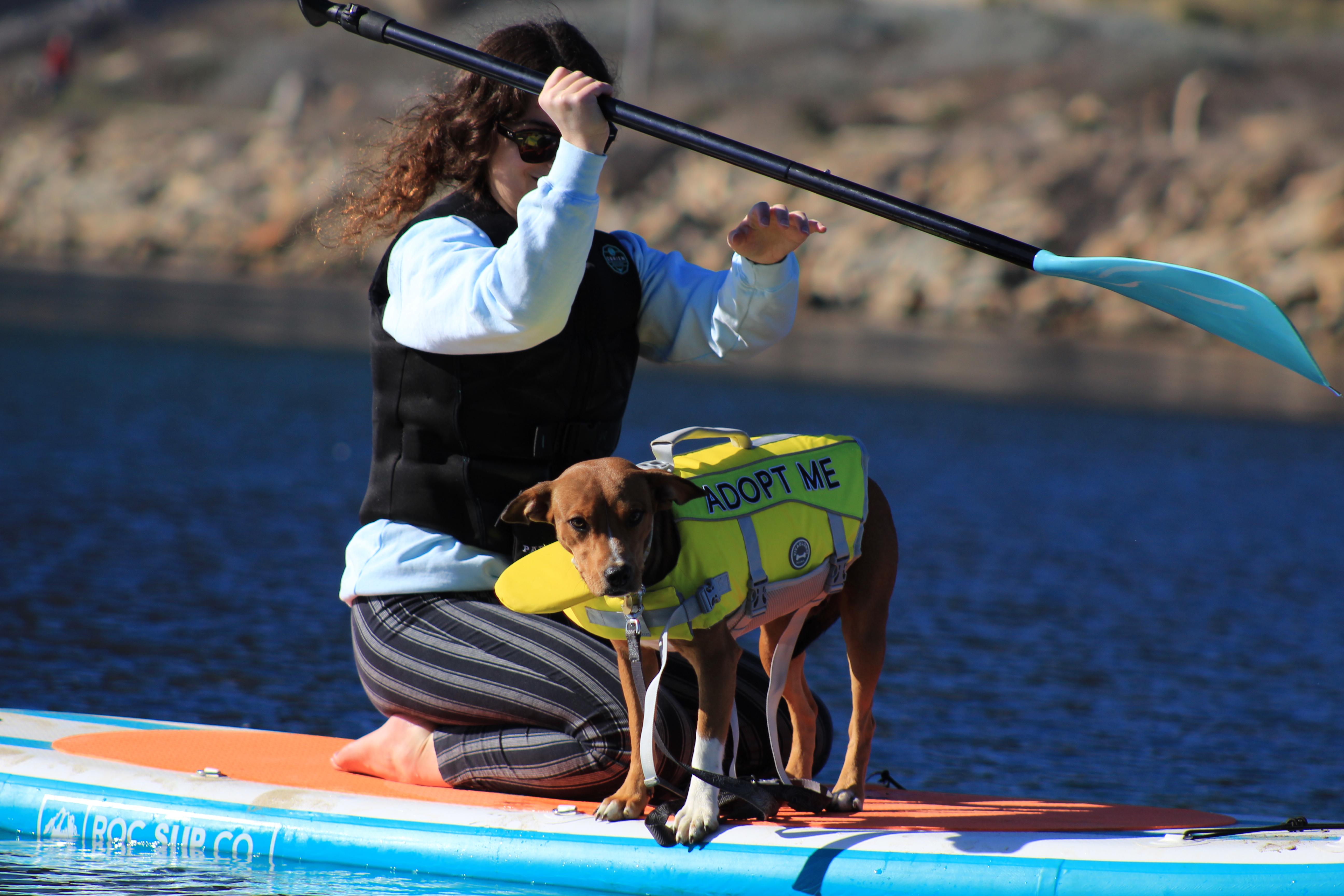 Enlarge Riley, a Adopted mixed breed in Atascadero, CA image 3/6