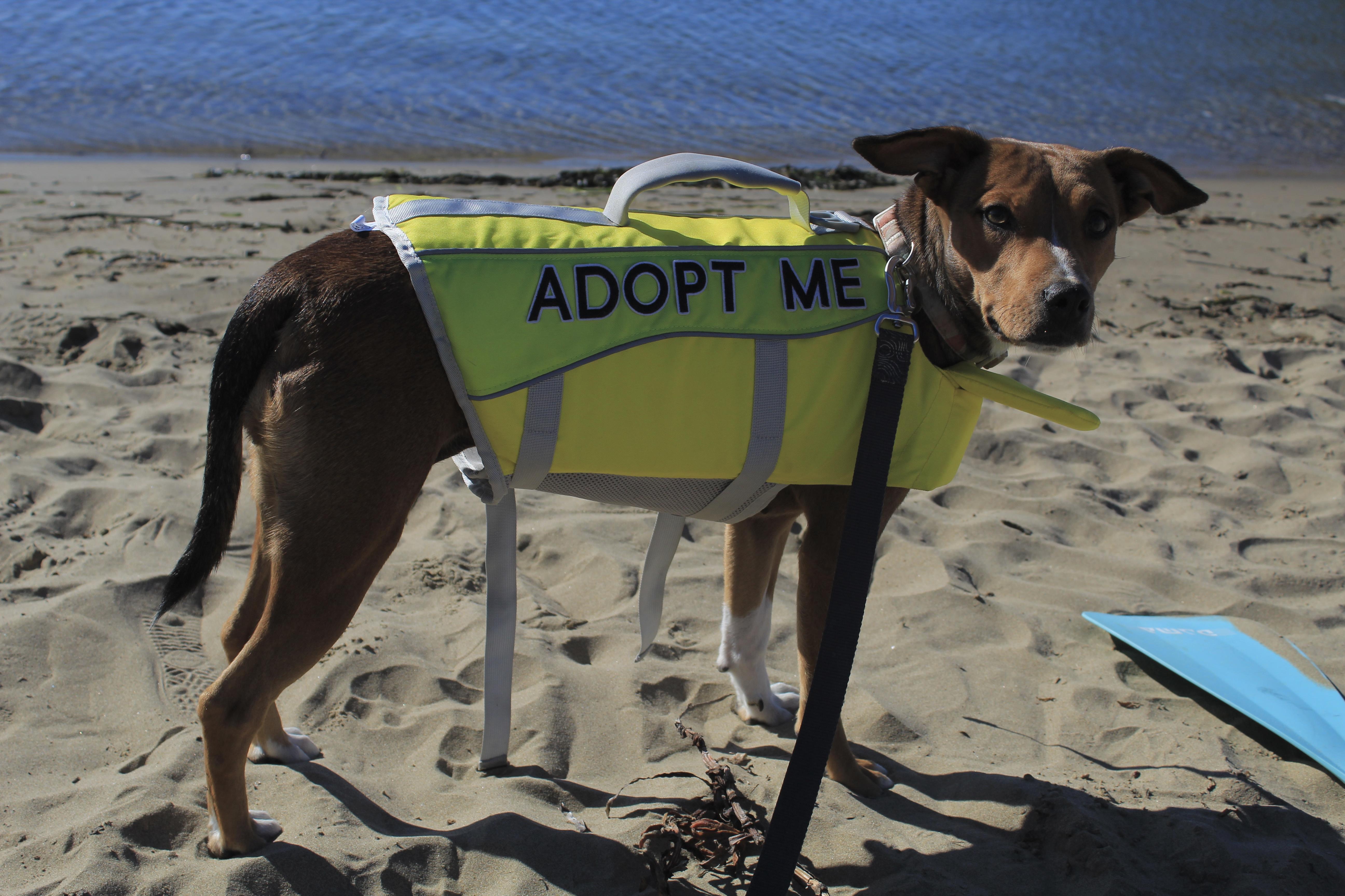 Enlarge Riley, a Adopted mixed breed in Atascadero, CA image 5/6