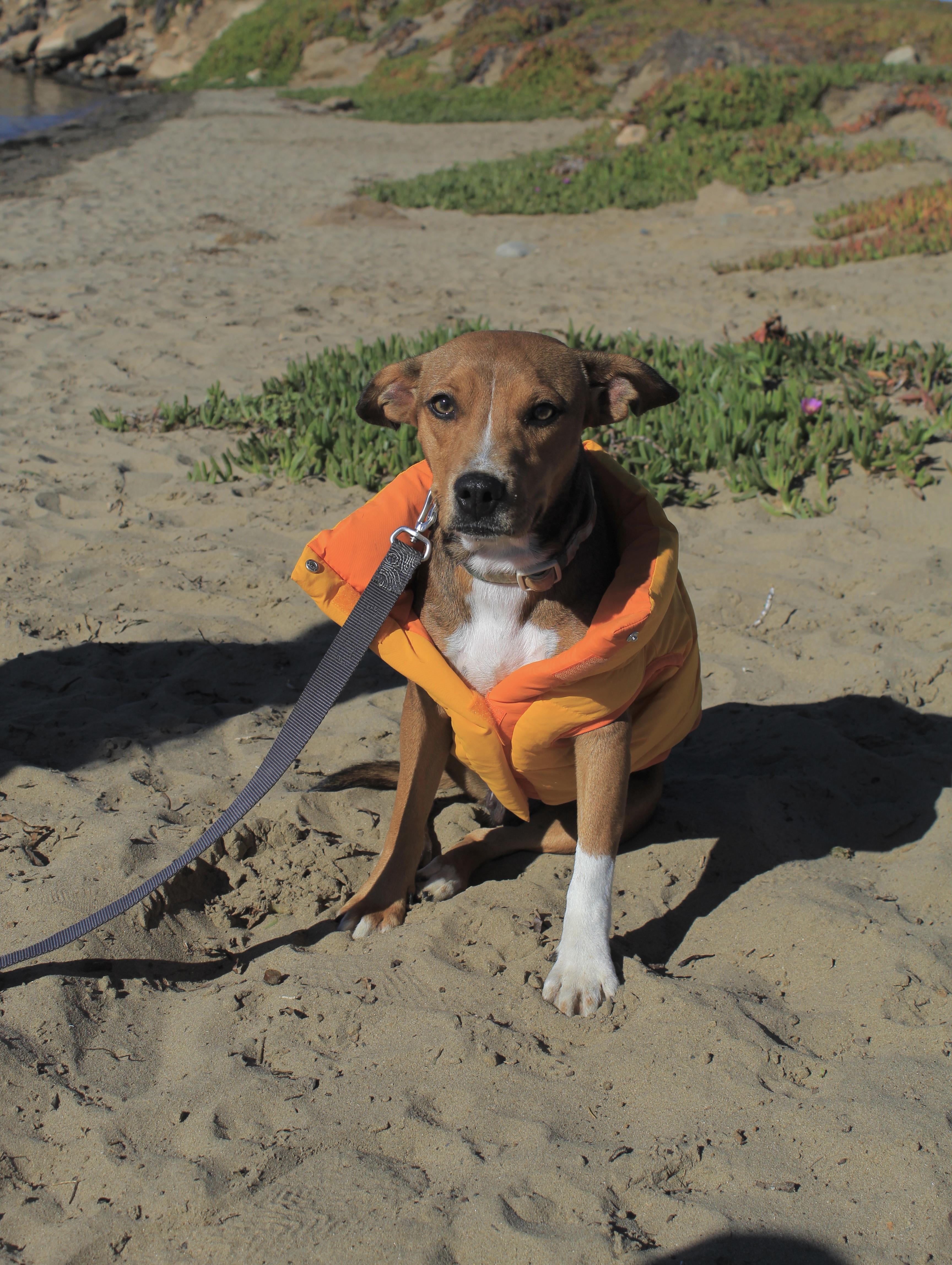 Enlarge Riley, a Adopted mixed breed in Atascadero, CA image 4/6