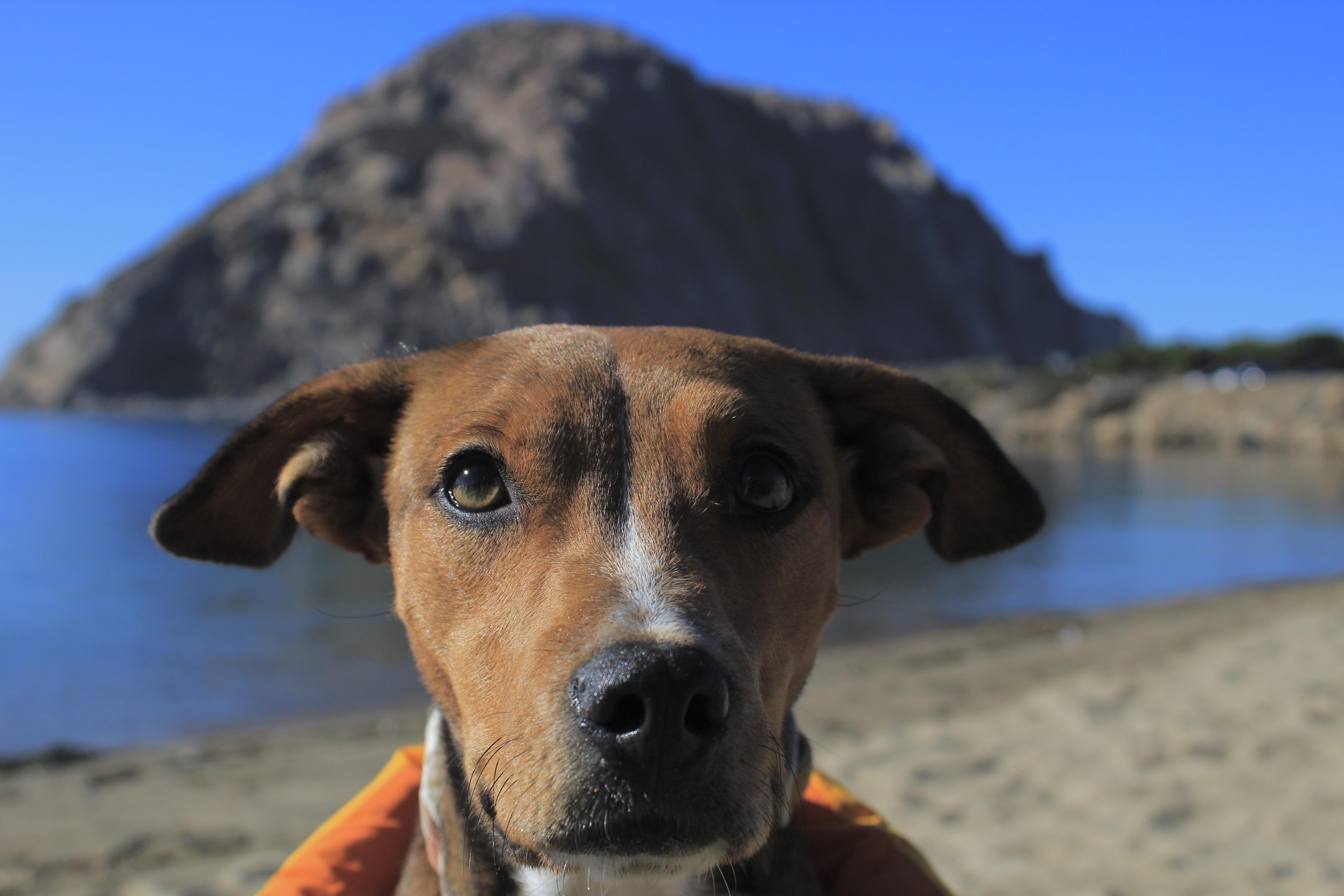 Riley, Adopted, Adult Female Terrier.