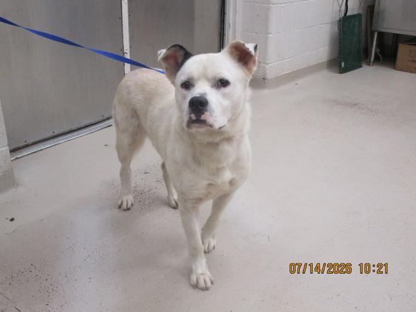 Enlarge Charlie (830), a Adoptable mixed breed in Marietta, GA image 1/1