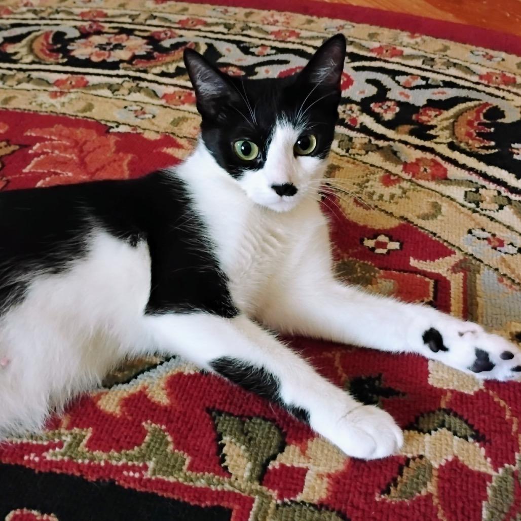 Bailey — thumbnail 2