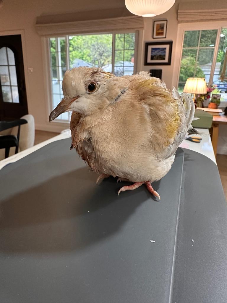 Enlarge Phyllis, a Adopted Dove in San Francisco, CA image 1/1