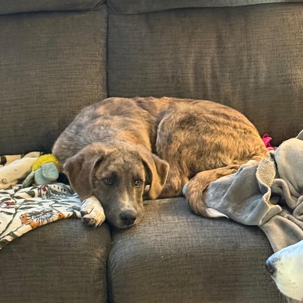 Enlarge Julius (foster), a Adoptable Anatolian Shepherd in Belleville, IL image 1/6