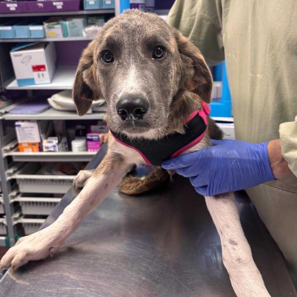 Enlarge Julius (foster), a Adoptable Anatolian Shepherd in Belleville, IL image 2/6