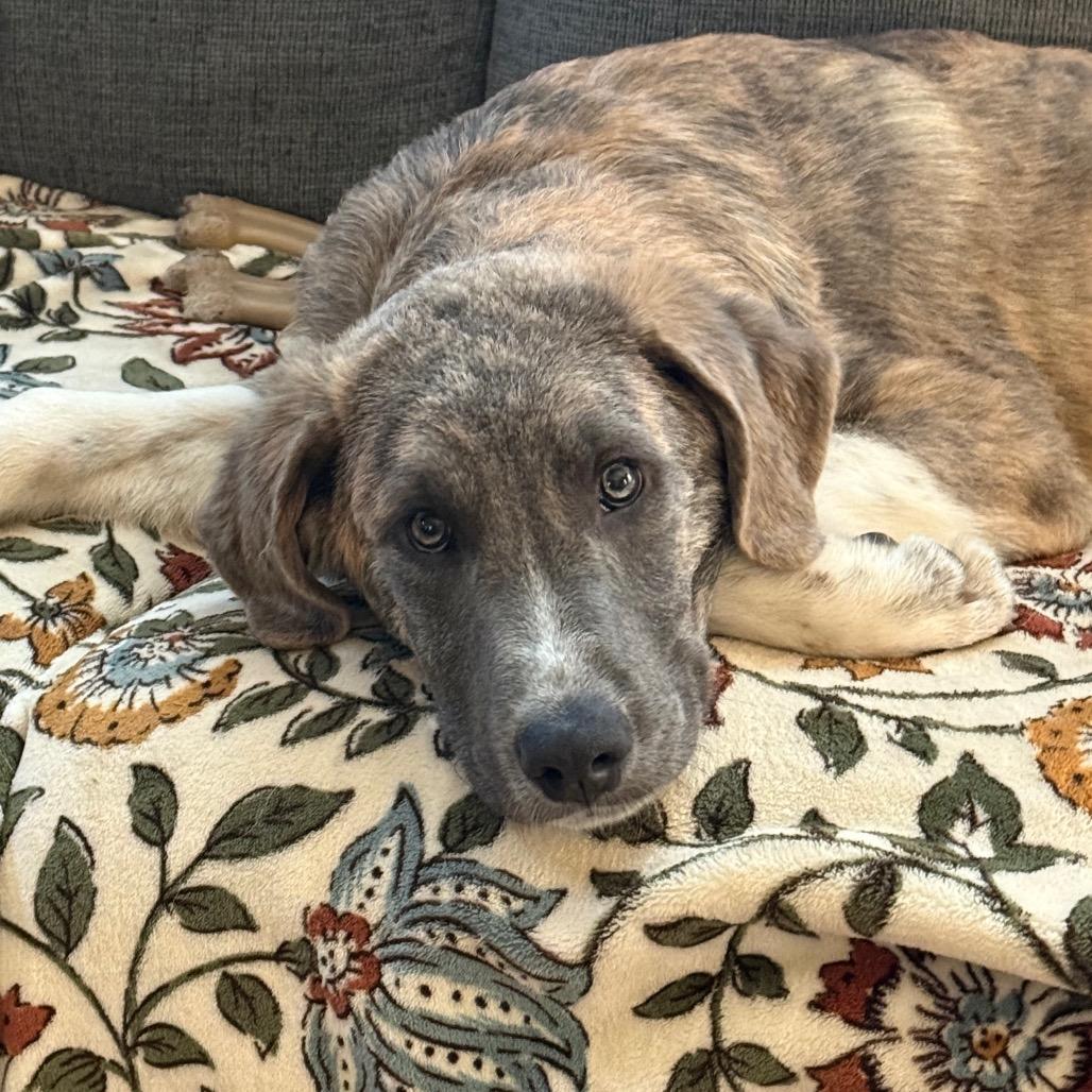 Enlarge Julius (foster), a Adoptable Anatolian Shepherd in Belleville, IL image 3/6