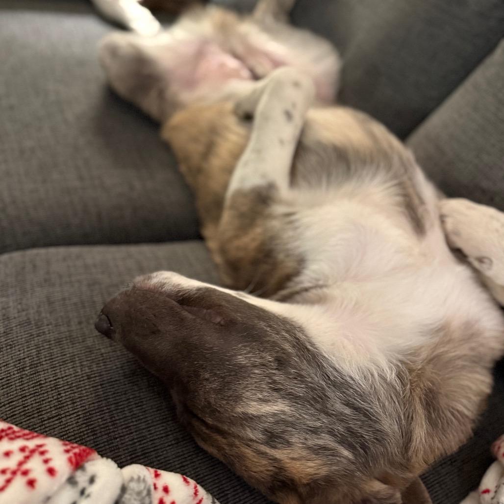 Enlarge Julius (foster), a Adoptable Anatolian Shepherd in Belleville, IL image 5/6
