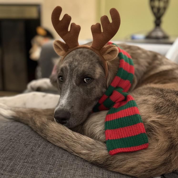 Enlarge Julius (foster), a Adoptable Anatolian Shepherd in Belleville, IL image 6/6