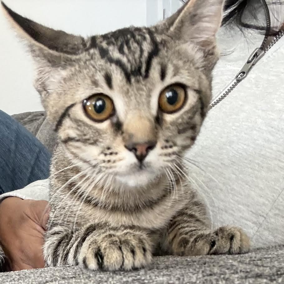 Enlarge Tony Shah, a Adoptable Domestic Short Hair in Denver, CO image 5/6