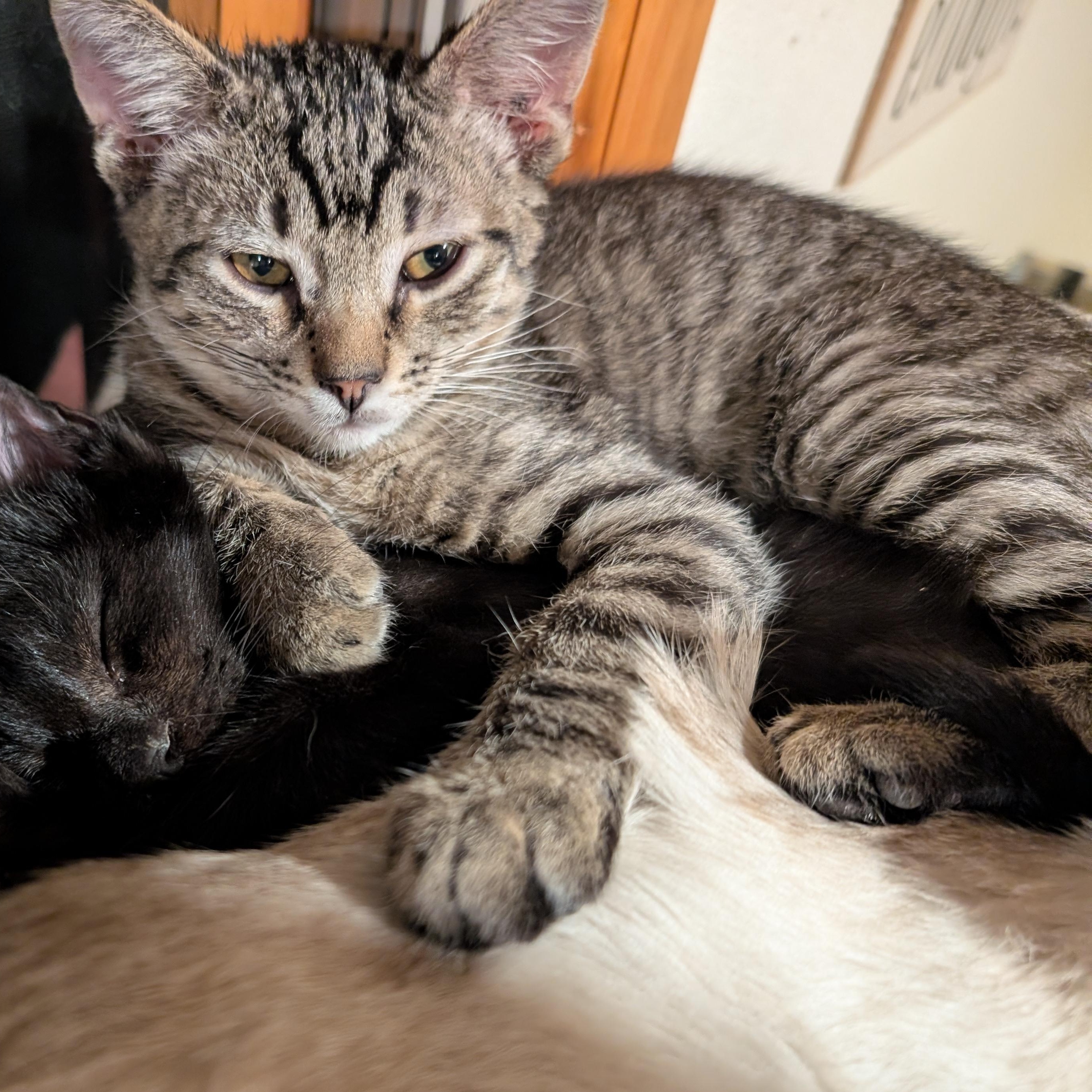 Enlarge Tony Christopherson, a Adoptable Domestic Short Hair in Denver, CO image 2/4