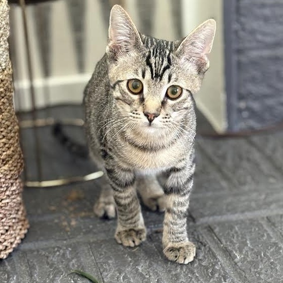 Tony Shah, Adoptable, Kitten Male Domestic Short Hair.