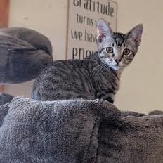 Enlarge Tony Christopherson, a Adoptable Domestic Short Hair in Denver, CO image 4/4