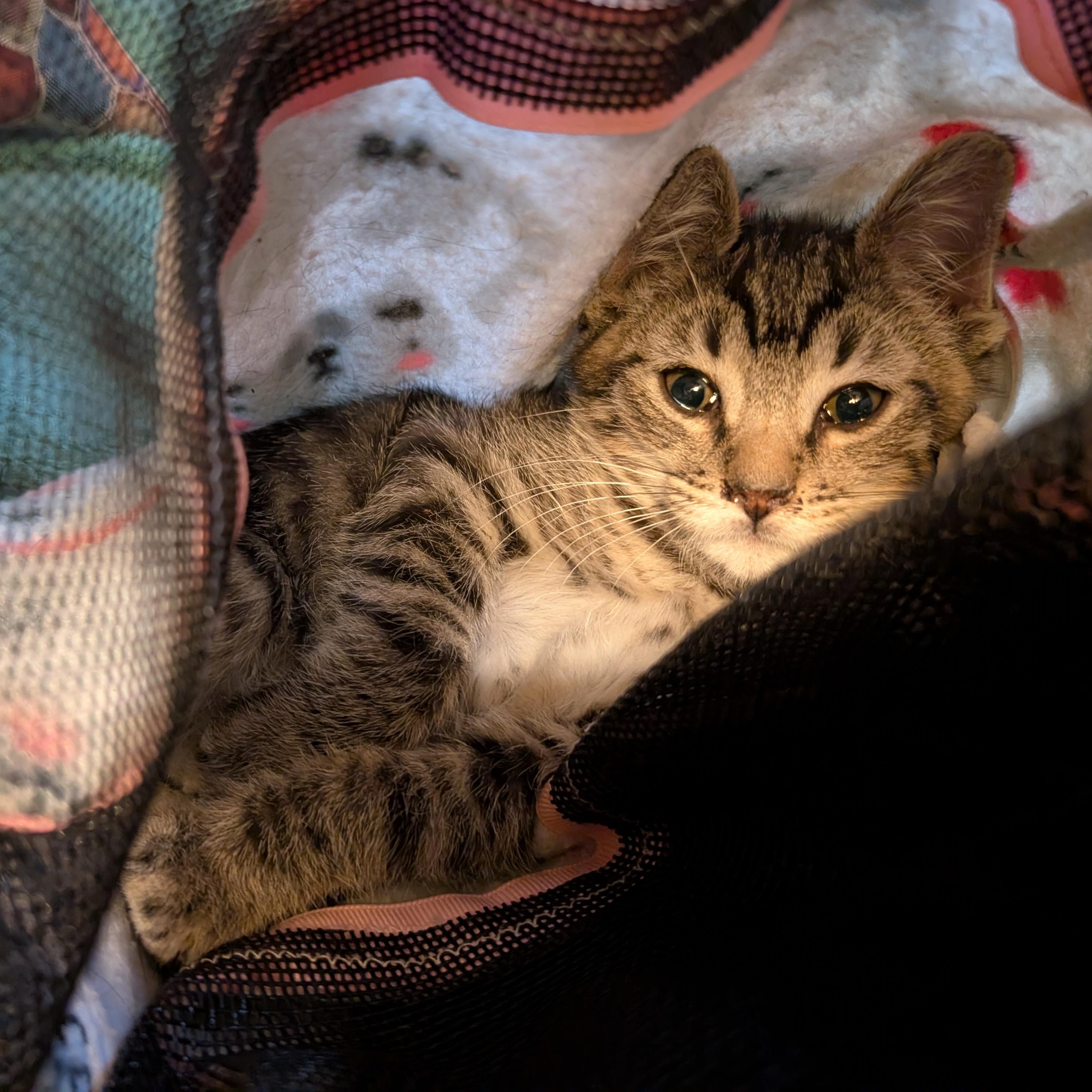 Enlarge Tony Christopherson, a Adoptable Domestic Short Hair in Denver, CO image 3/4