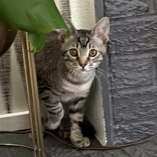 Enlarge Tony Shah, a Adoptable Domestic Short Hair in Denver, CO image 6/6