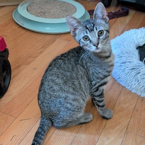 Tony Christopherson, Adoptable, Kitten Male Domestic Short Hair.