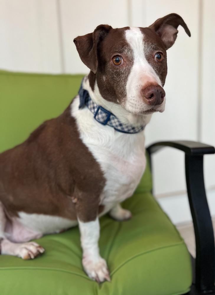 Enlarge Harvey, a Adoptable mixed breed in Dunwoody, GA image 1/4