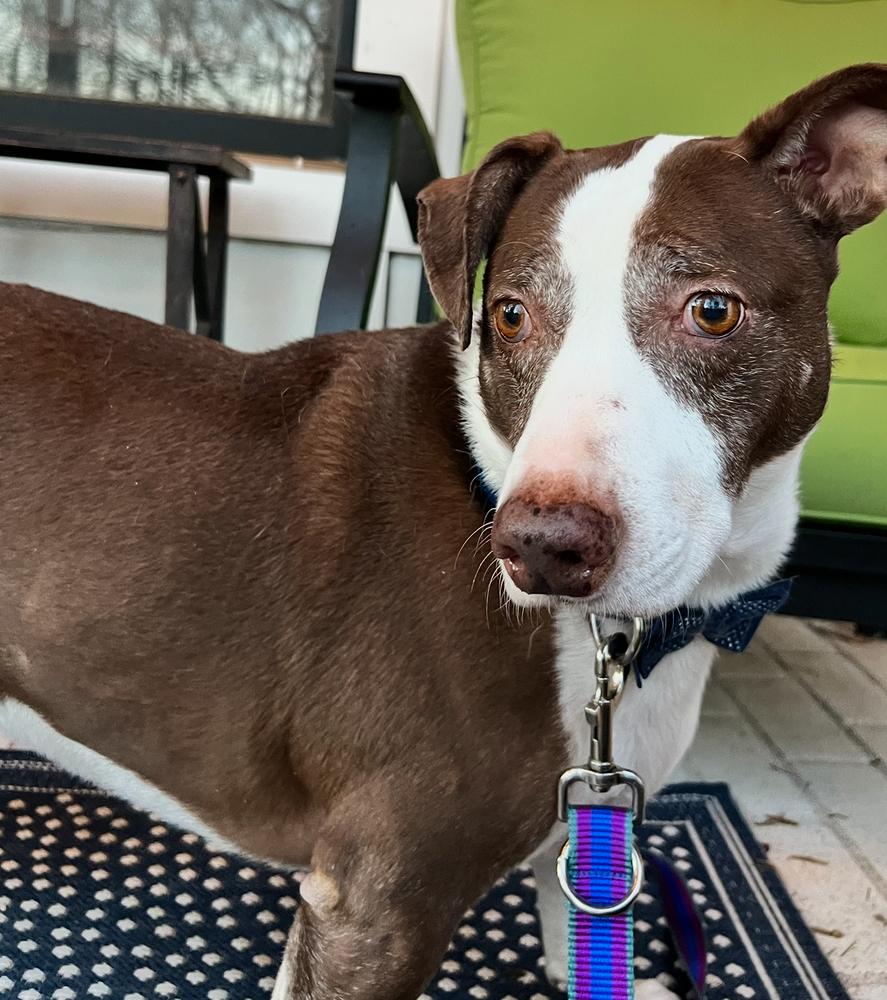 Enlarge Harvey, a Adoptable mixed breed in Dunwoody, GA image 4/4