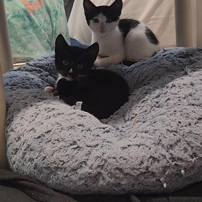 Sponge, adopted, Kitten Female Domestic Short Hair.