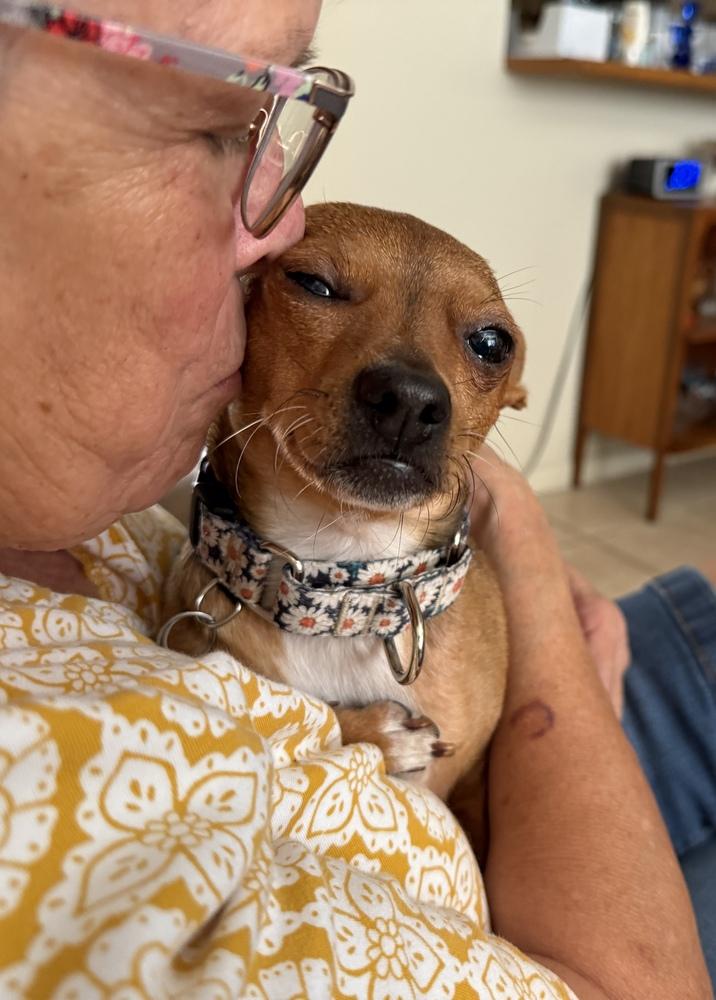 Enlarge Steph, a Adoptable Chihuahua in Lakeland, FL image 1/6