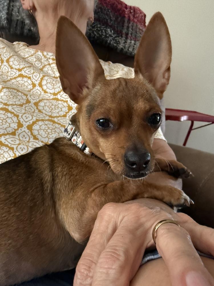 Enlarge Steph, a Adoptable Chihuahua in Lakeland, FL image 2/6