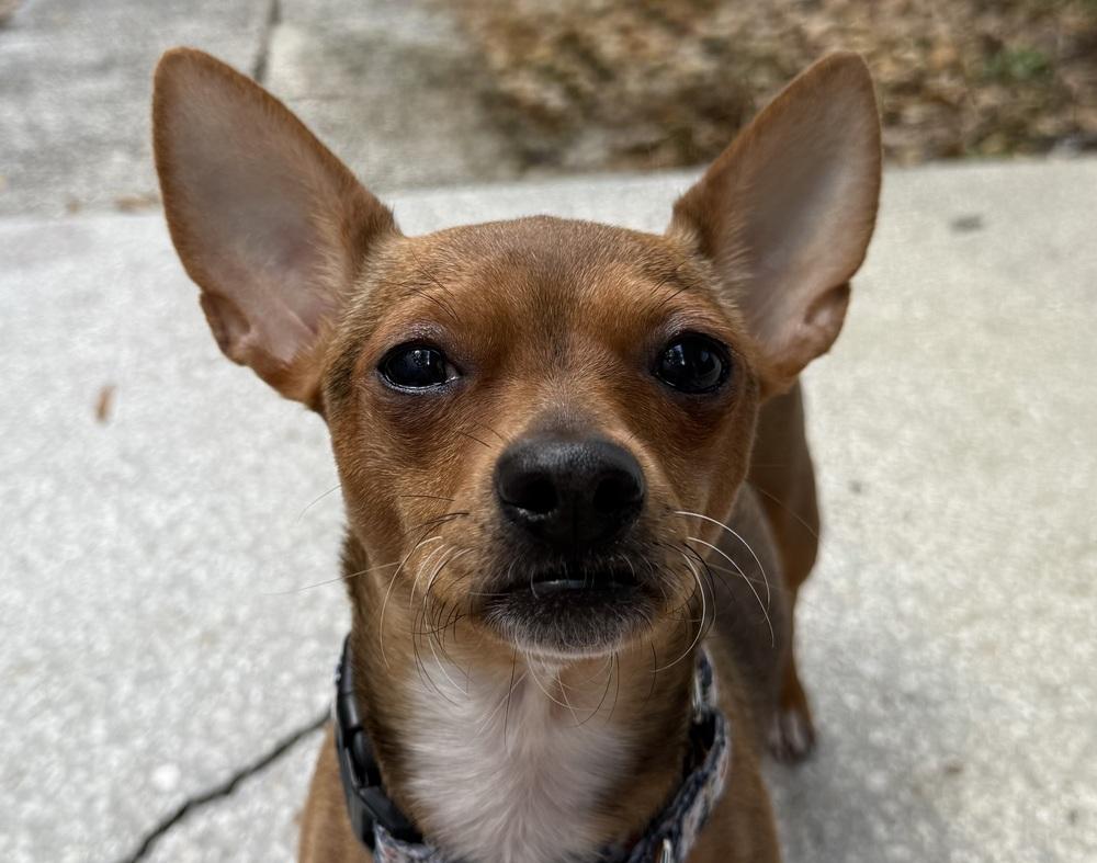 Enlarge Steph, a Adoptable Chihuahua in Lakeland, FL image 3/6