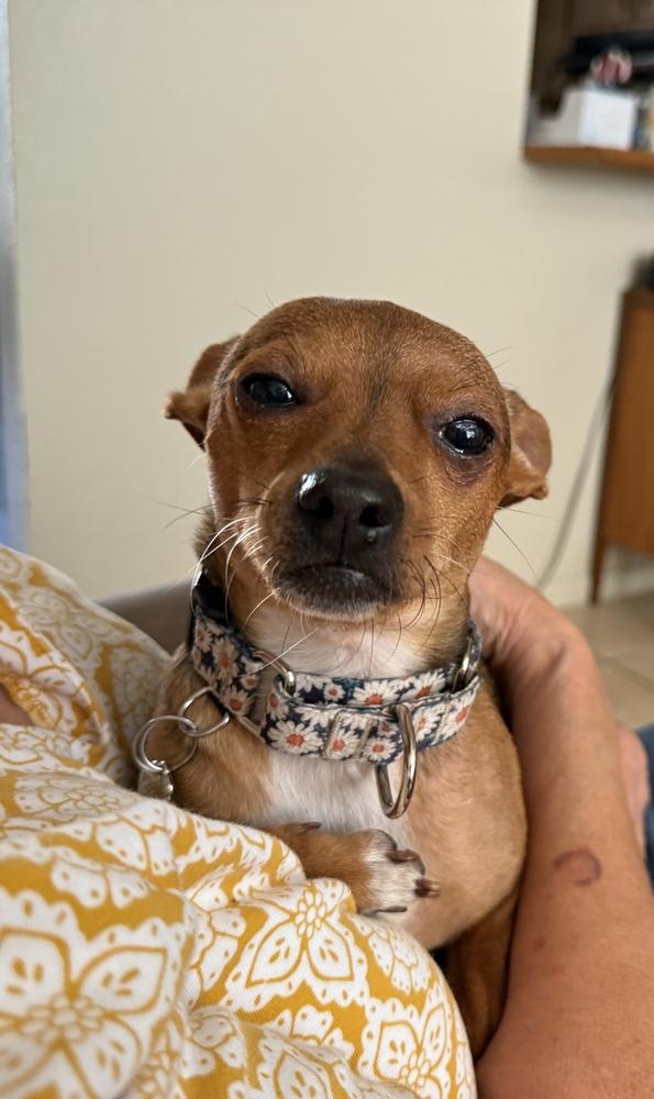 Enlarge Steph, a Adoptable Chihuahua in Lakeland, FL image 4/6