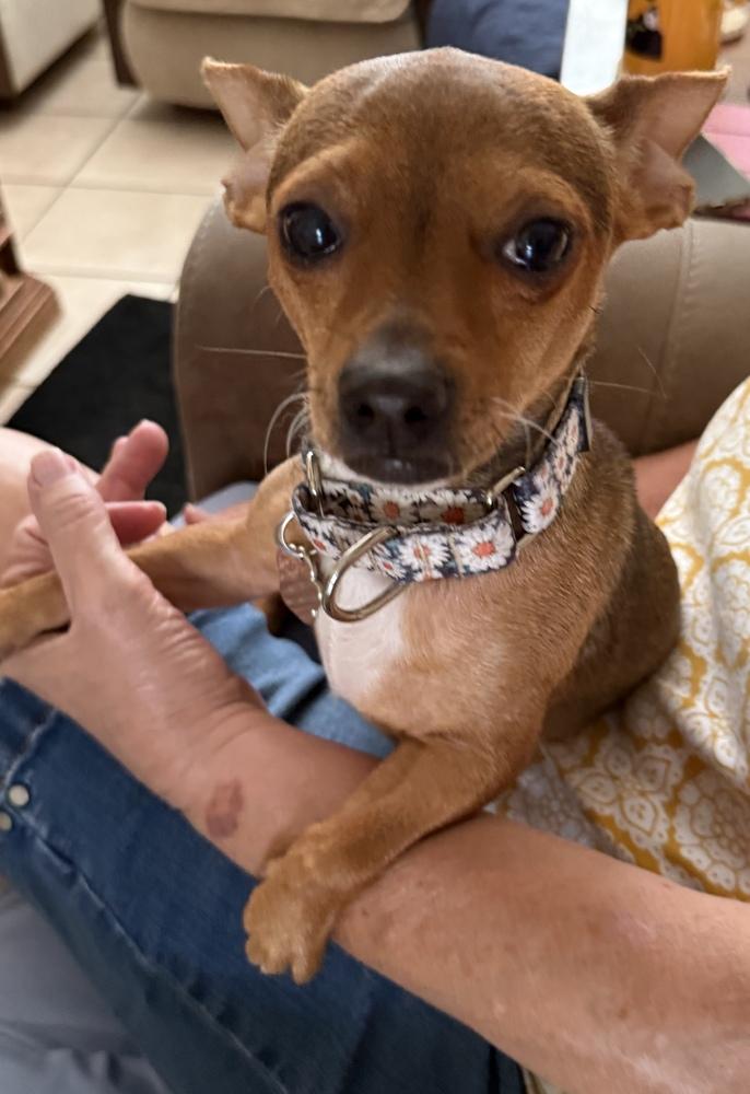 Enlarge Steph, a Adoptable Chihuahua in Lakeland, FL image 5/6