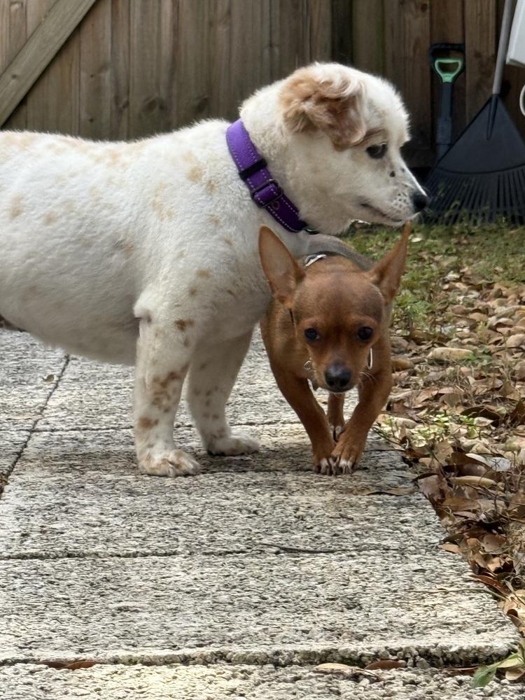 Enlarge Steph, a Adoptable Chihuahua in Lakeland, FL image 6/6